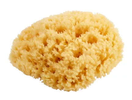 Natural sponge